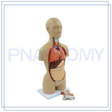 PNT-0322 12 piezas de 45 CM humano que enseña doble sexo Torso anatomía modelo